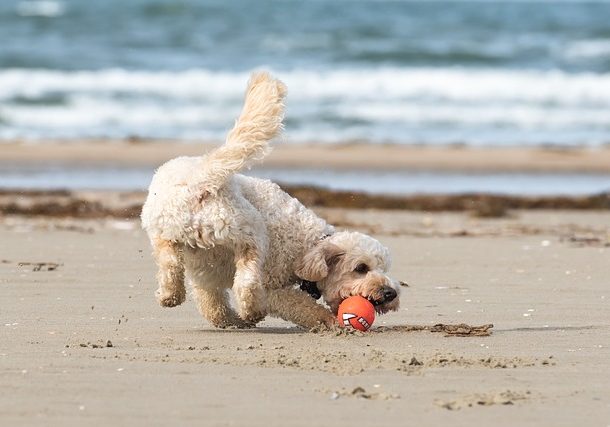 cane che gioca con una palla in spiaggia