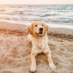 In spiaggia a settembre con il cane - Le aree pet-friendly dei lidi ravennati